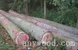 批木网 anywood.com