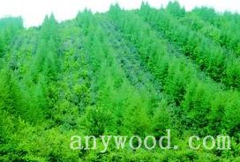 批木网 anywood.com