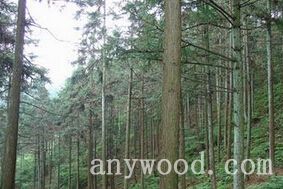 批木网 anywood.com