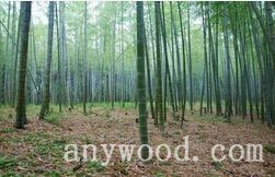 批木网 anywood.com