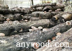 批木网 anywood.com