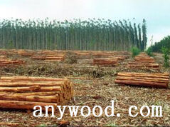 批木网 anywood.com