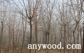 批木网 anywood.com