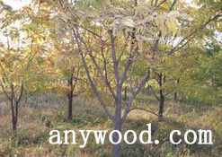 批木网 anywood.com