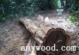 批木网 anywood.com