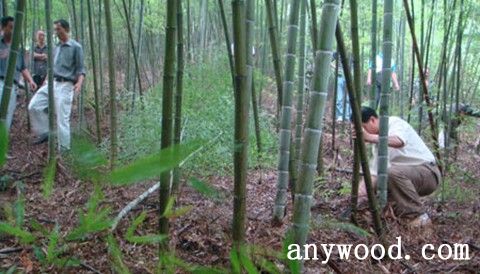 批木网 anywood.com