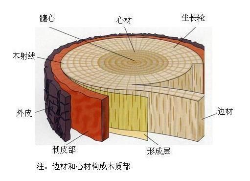 批木网-木材构造