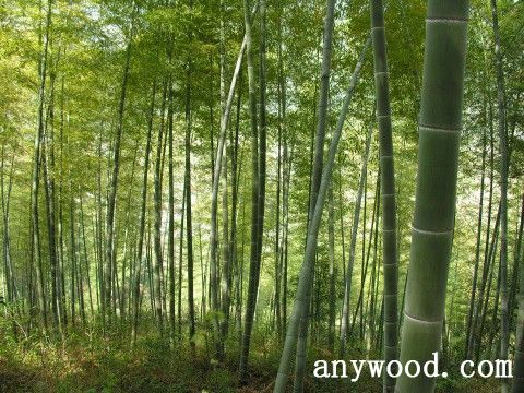 批木网 anywood.com