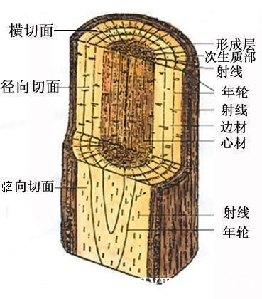 批木网-三切面