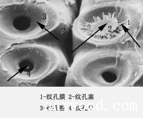 批木网-纹孔