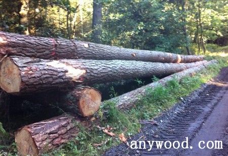 批木网 anywood.com