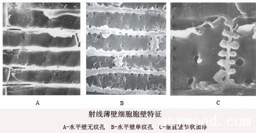 批木网-射线薄壁细胞