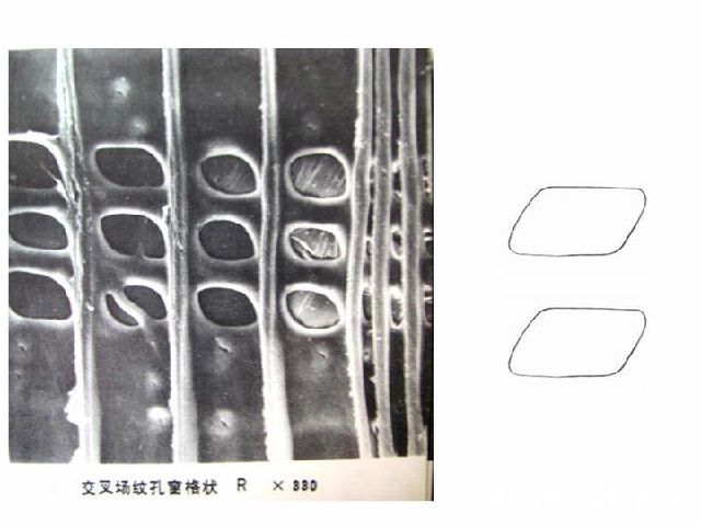 批木网-交叉场纹孔