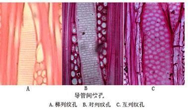 批木网-纹孔