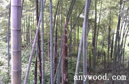 批木网 anywood.com