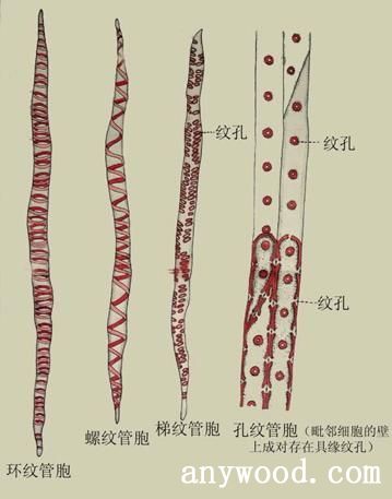 批木网-管胞、木纤维
