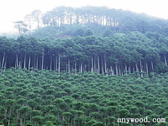 批木网 anywood.com