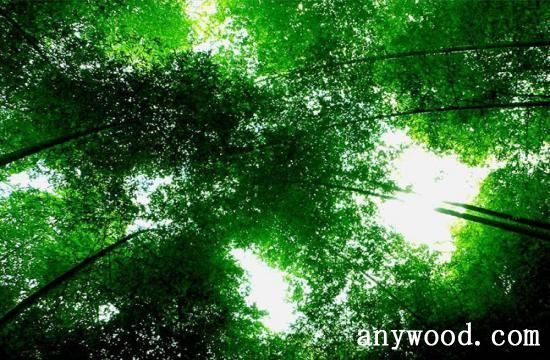 批木网 anywood.com