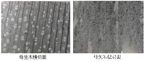 批木网 anywood.com