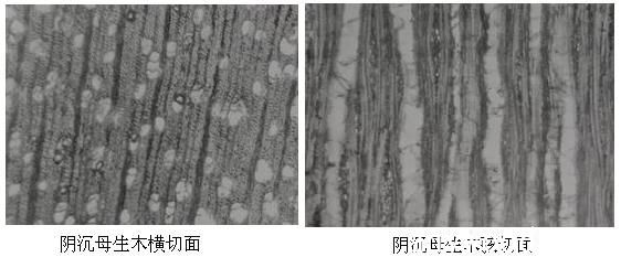 批木网 anywood.com