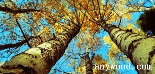 批木网 anywood.com
