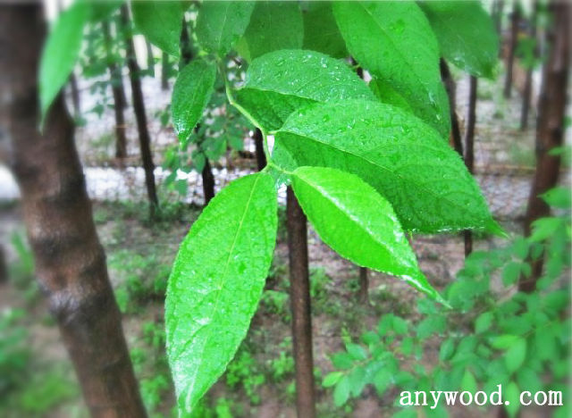 批木网 anywood.com