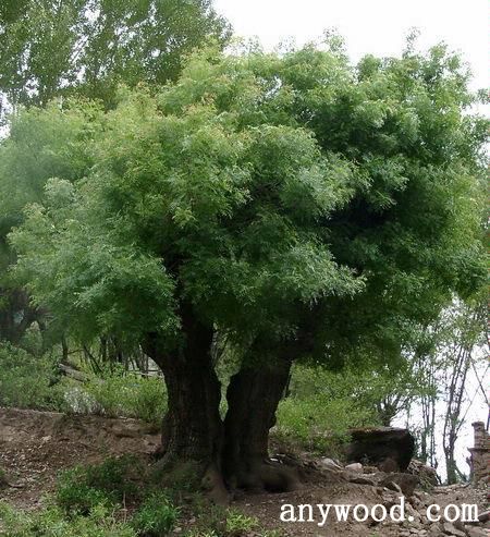 批木网 anywood.com
