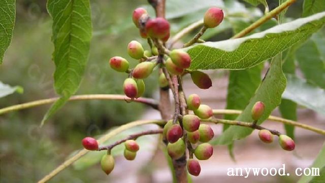 批木网 anywood.com