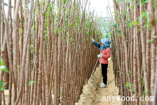 批木网  anywood.com