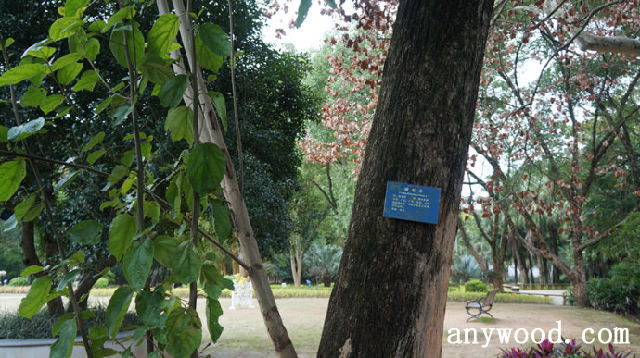 批木网 anywood.com