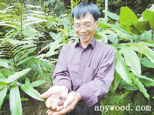 批木网  anywood.com