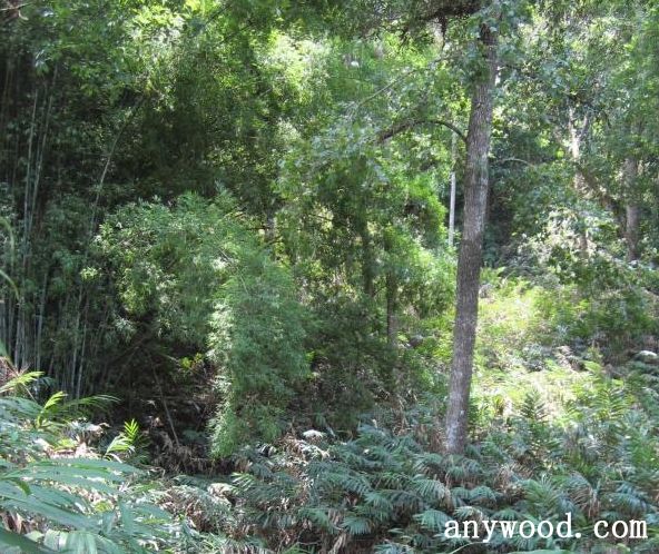 批木网  anywood.com