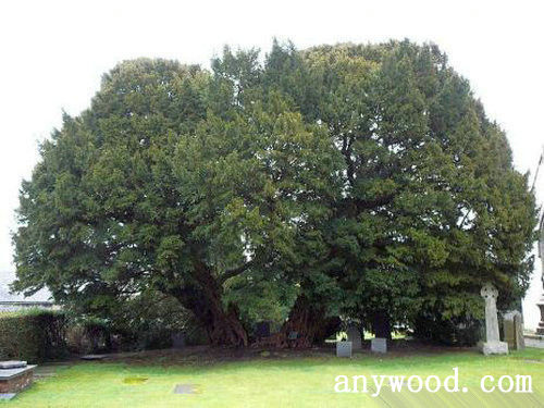 批木网 anywood.com