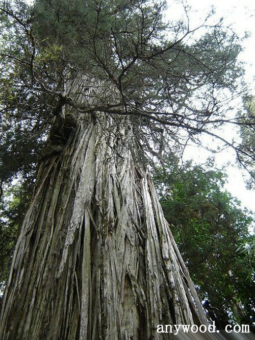 批木网 anywood.com