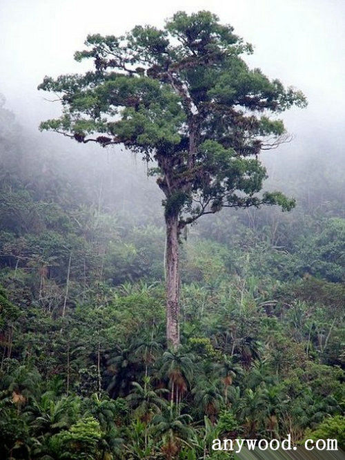 批木网 anywood.com