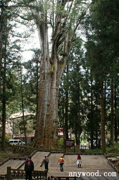 批木网 anywood.com