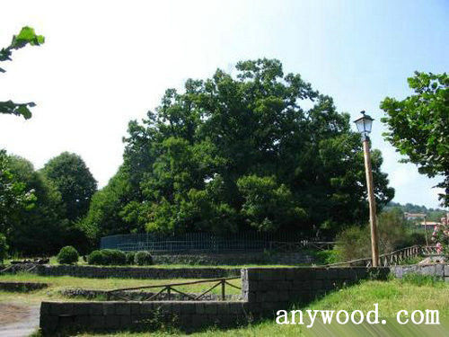 批木网 anywood.com