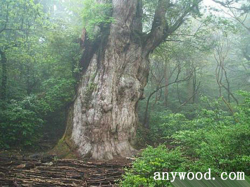 批木网 anywood.com