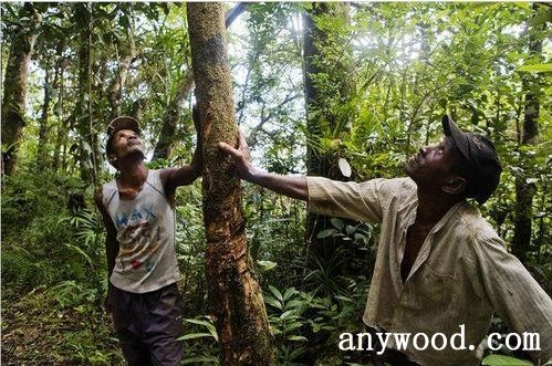 批木网 anywood.com
