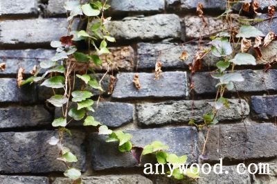 批木网 anywood.com