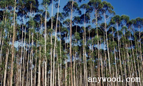 批木网 anywood.com