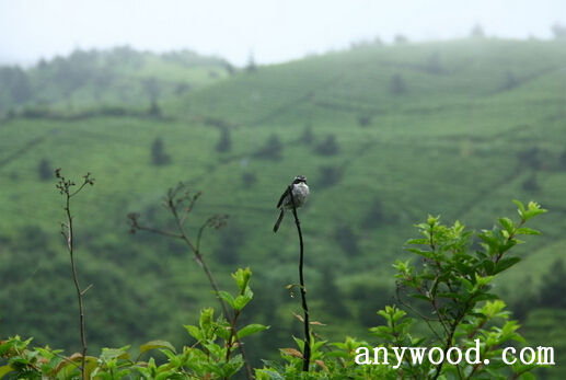 【批木网】anywood.com