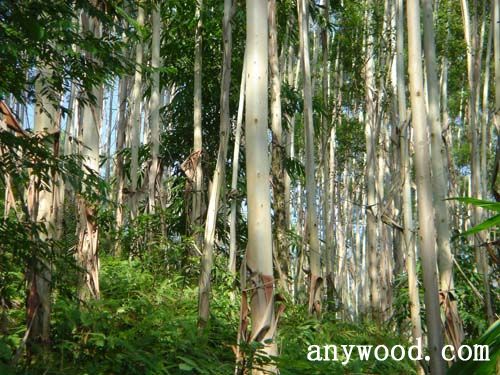 批木网 anywood.com