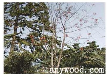 批木网 anywood.com