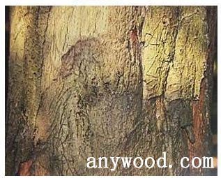 批木网 anywood.com