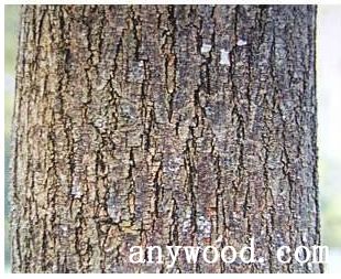 批木网 anywood.com