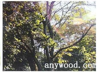 批木网 anywood.com