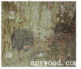 批木网 anywood.com