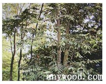 批木网 anywood.com