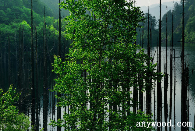批木网 anywood.com